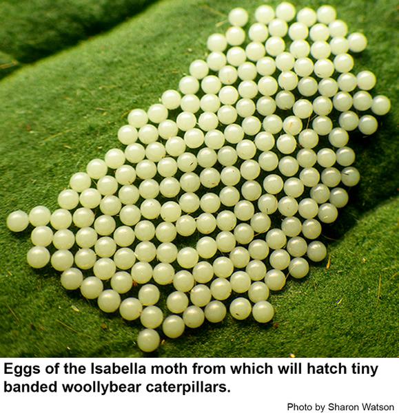 Isabella moths often lay their eggs